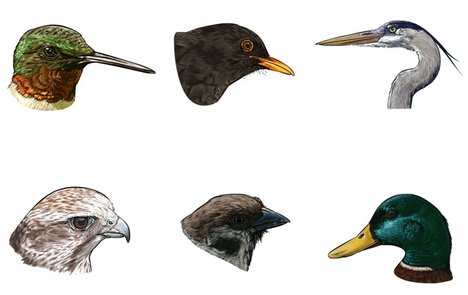 14-animation pédagogique sur les différents becs d'oiseaux pour EduMedia