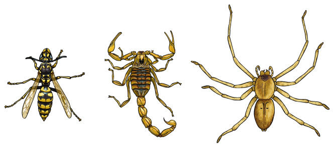 araignee-scorpion-guepe