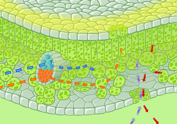 arbre_photosyntheseCS3-6