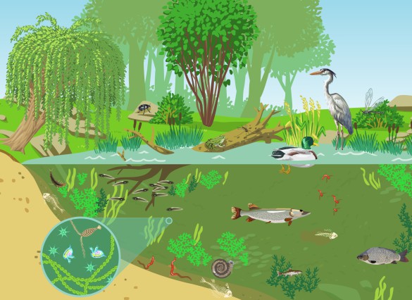 ecosysteme de l'etang_mod